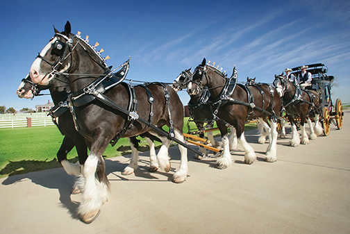 Oklahoma Based Express Clydesdales Winning Streak Garners World