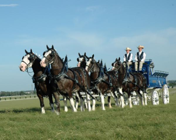 Clydesdales in field